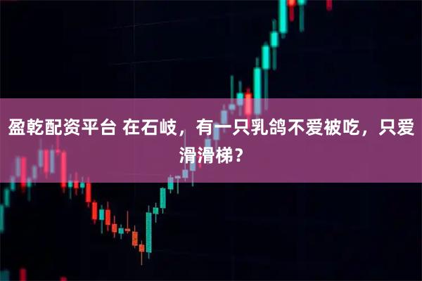 盈乾配资平台 在石岐，有一只乳鸽不爱被吃，只爱滑滑梯？